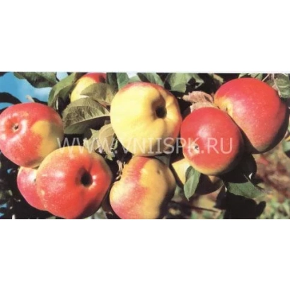 Large red apples of the Bogatyr variety on a branch