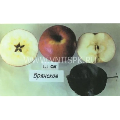 Сорт яблок Брянское с фото плодов и семян