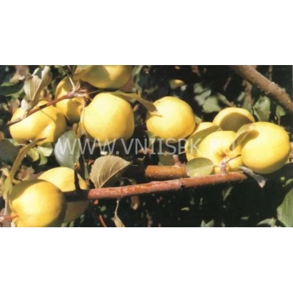 Желтые яблоки на ветке яблони - Братчуд