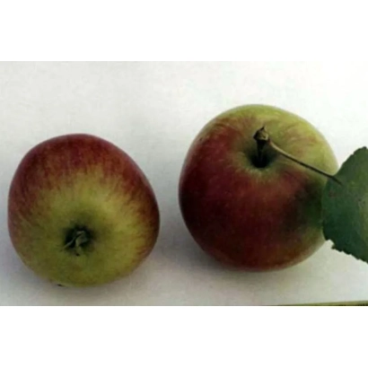 Два яблука сорту Булак на білому фоні - БУЛЯК