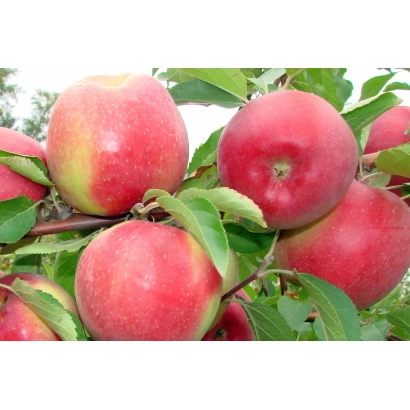 Красные яблоки на ветке - Былина