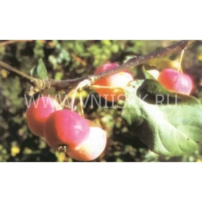 Red apple fruits on a branch - Chara (Anniversary)