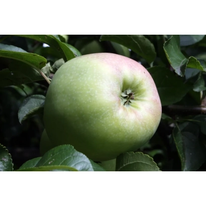 Зелене яблуко на гілці з листям - ЧАШНИКІВСЬКЕ