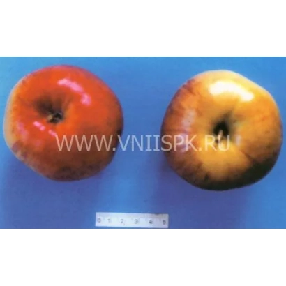 Два яблока сорта Черкасское урожайное на синем фоне с линейкой для масштаба.