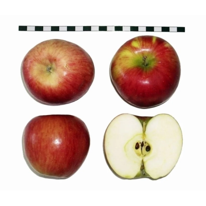 Красное яблоко с разрезом, показывающим сердцевину - ЧЕРНОМОРСКОЕ ИНДЕНКО
