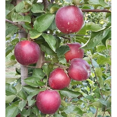 Красные яблоки на ветке яблони - ЦИВГ 198