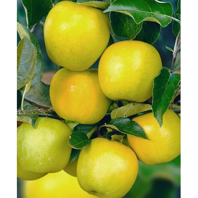 Желтые яблоки на ветке - Чудное