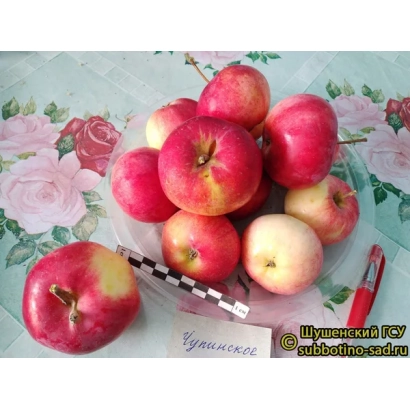 Красные яблоки сорта Чупинское в стеклянной чаше на фоне цветочного узорчатого стола