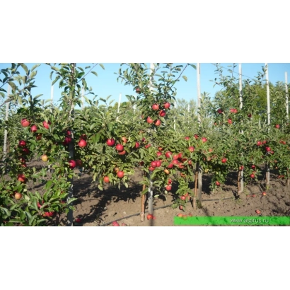 Яблуня з червоними плодами на фоні поля - Д-1071