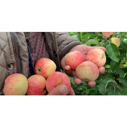 Свежие яблоки сорта Д-471 в руках на фоне сада