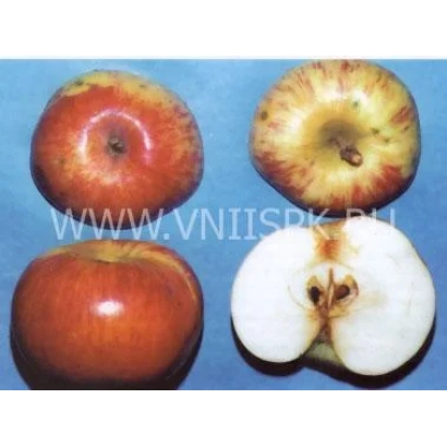 Красные яблоки сорта Дагомысское, показаны целые и разрезанные плоды на синем фоне.