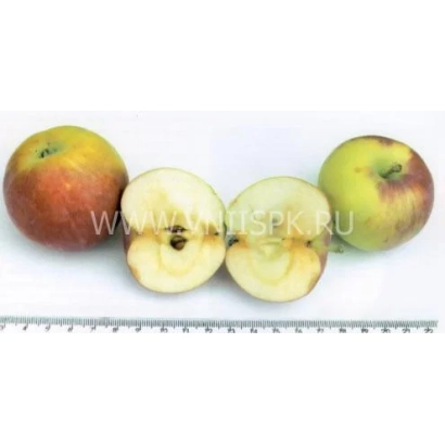Яблоки сорта Дедушкино на белом фоне с линейкой для масштаба