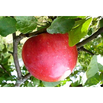 Красное яблоко на ветке яблони - Деличия