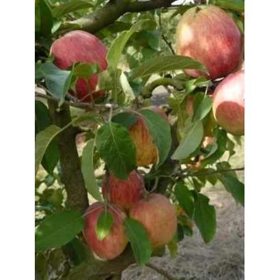 Яблоки сорта Делишес Марии на ветке дерева