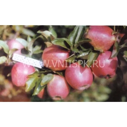 Red apples of the Delicious Spur variety on a branch