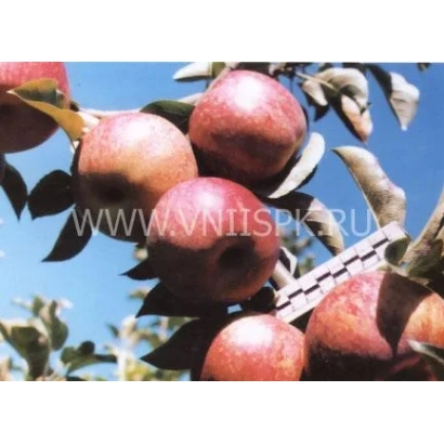 Red apples on a branch under a blue sky - Din Art