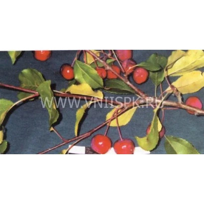 Apple tree with text WWW.VNIISPK.RU - Dobrynya