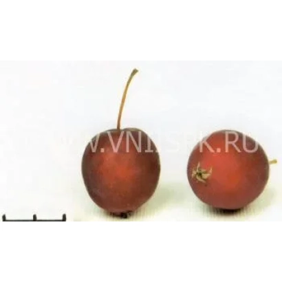 Два красных яблока сорта Долго на белом фоне