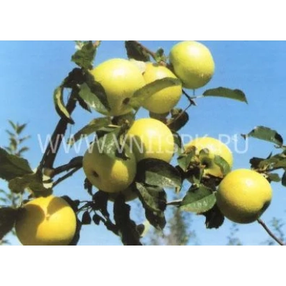 Dolinskoe apples on a branch