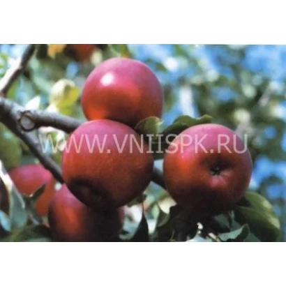 Красные яблоки сорта Джонатан на ветке - Джонатан (Хорошавка зимняя, Осламовское, Зимнее красное)