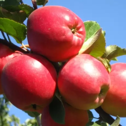 Красные яблоки на ветке под синим небом - Едера