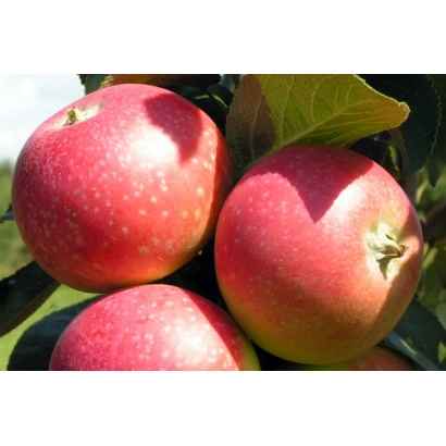 Червоні яблука на гілці - Олена