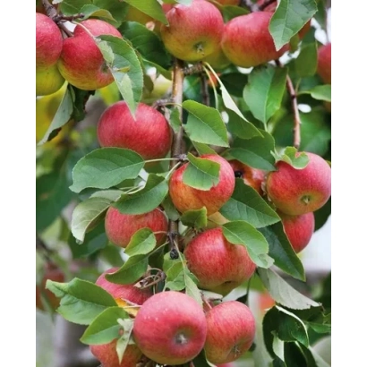 Красные яблоки на ветке яблони - ЕМ-VII