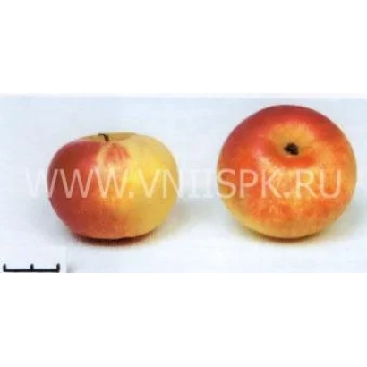 Two apples of the variety Ermakovskoye Gornoye on a white background