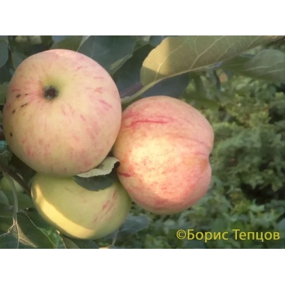 Яблоки сорта Фея на ветке