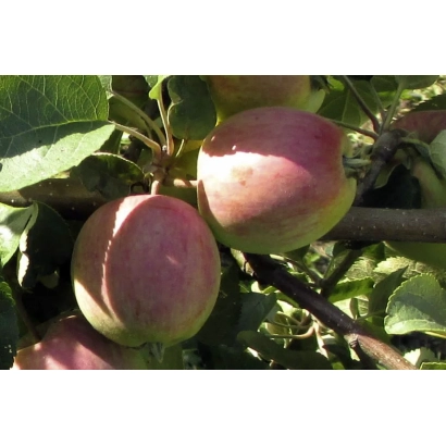 Красные яблоки на ветке дерева - Фестивальное