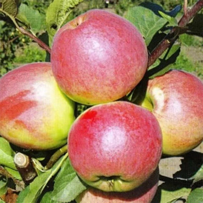 Червоні яблука на гілці - Прапороносець