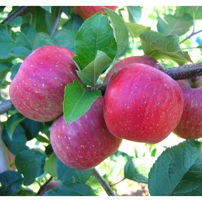 Красные яблоки на ветке с зелёными листьями - Фуджина