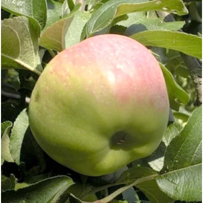 Червоно-зелене яблуко на гілці - ГАЙЯ