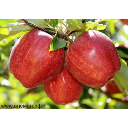 Красные яблоки сорта Гала на ветке