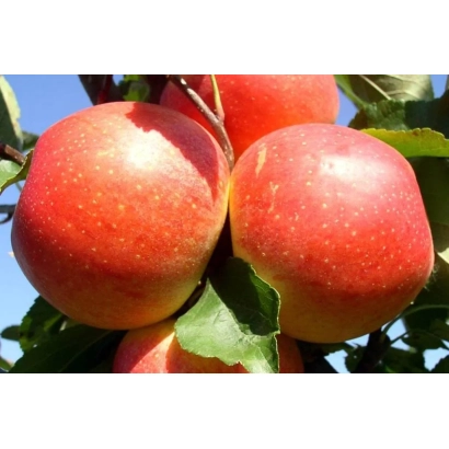 Красные яблоки сорта ГАЛАКУБ на ветке