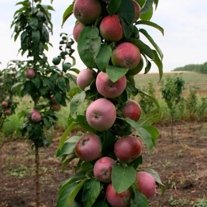 Geizer apples on a branch of an apple tree in an orchard
