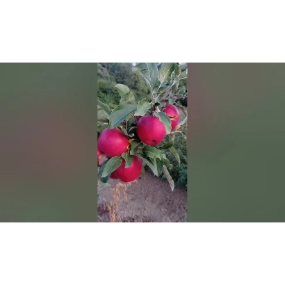 Красные яблоки на ветвях яблони - ГЕМИНИ