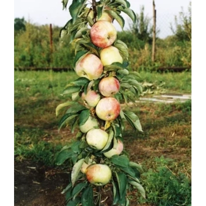 Яблоки на ветке яблони - Гирлянда