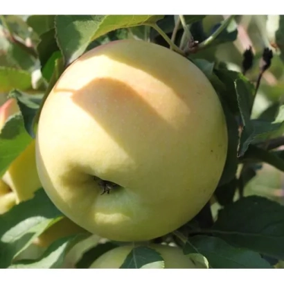 Спелое яблоко сорта Голден Орандж на ветке