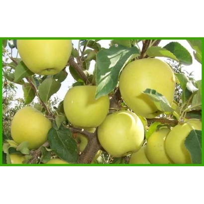 Зелёные яблоки на ветвях яблони - ГОЛДЕН РЕЙНДЕРС