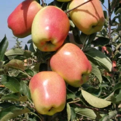 Яблоки сорта Голден Ружина на ветке