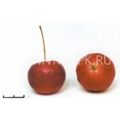 Два червоні яблуки сорту Горноалтайське на білому фоні.