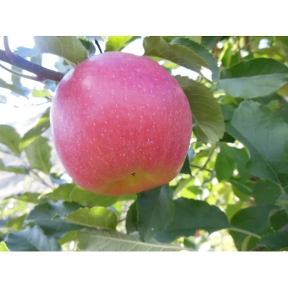 Червоне яблуко на гілці з листям - Градіска