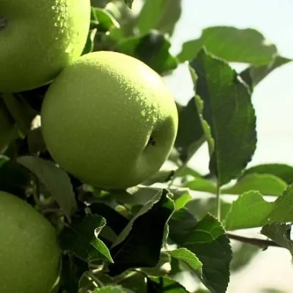 Зеленые яблоки на ветке - Грин Стар
