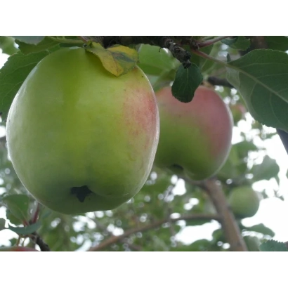 Зелёное яблоко с красным румянцем на ветке - ХАКАССКИЙ СИНАП