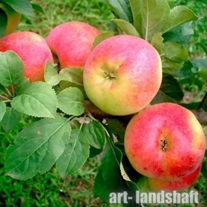 Red apples on a branch with green leaves - HALSEDAR
