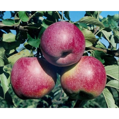 Красные яблоки на ветке яблони - ХОРНГОЛД