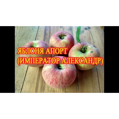 Яблоки сорта Апорт (Император Александр) на деревянной поверхности - Ипадор
