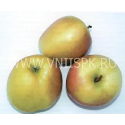 Три жёлтых яблока на белом фоне - Исетское позднее