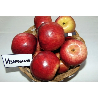 Кошик червонних яблук з етикеткою ІВАНІВСЬКЕ